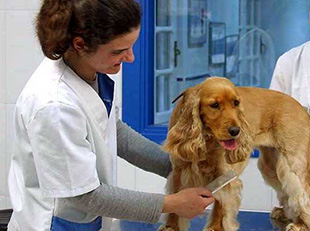 La Adrada veterinaria atendiendo a un perro